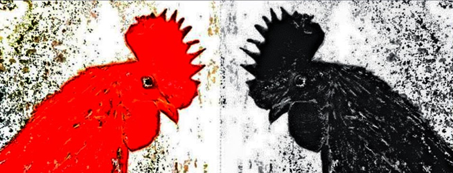 Si cantara el gallo rojo…
