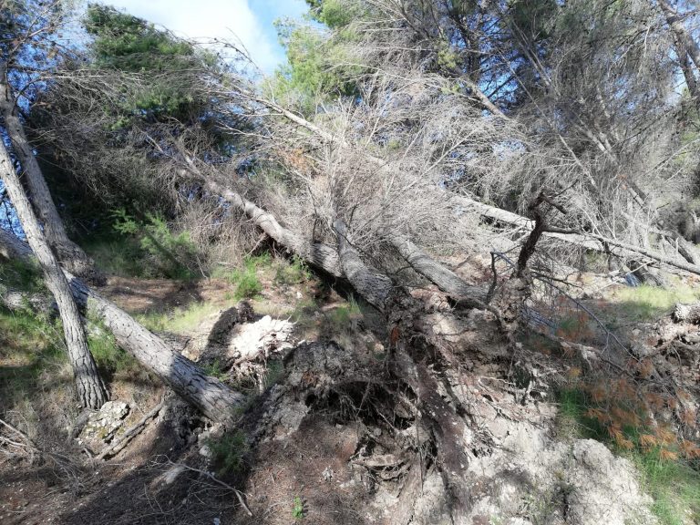 El PSOE solicita que el Ayuntamiento medie para conseguir la limpieza de terrenos forestales privados