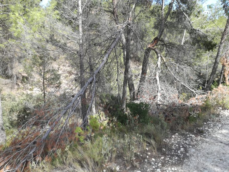 Ibi aprova la seua cartografia forestal com a mesura de prevenció d’incendis